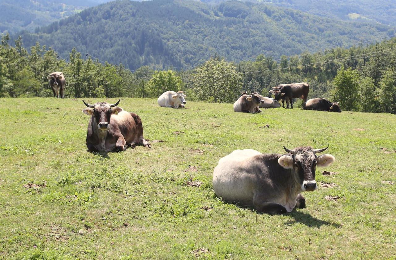 Mecavnik Resort Mokra Gora Bagian luar foto